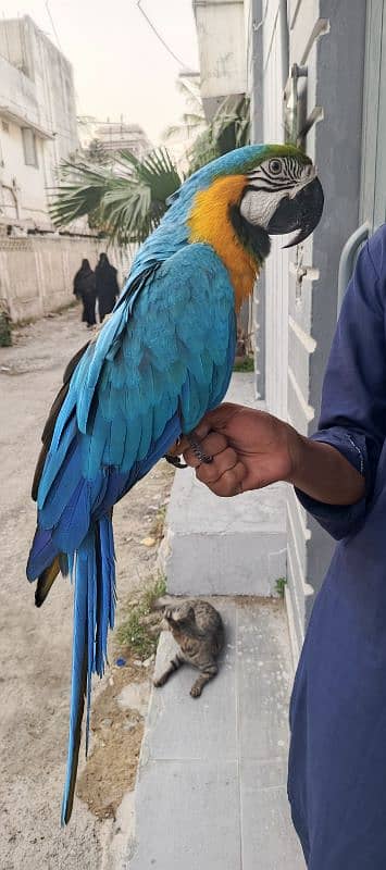 macaw Blue n Gold TAME & talking 12