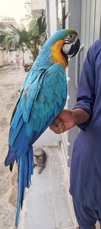 macaw Blue n Gold TAME & talking 13