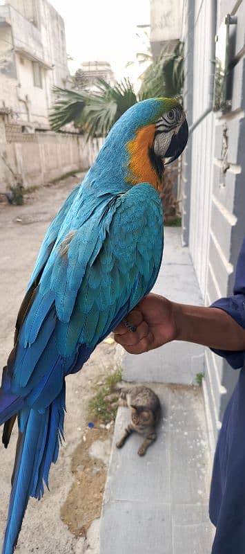 macaw Blue n Gold TAME & talking 14