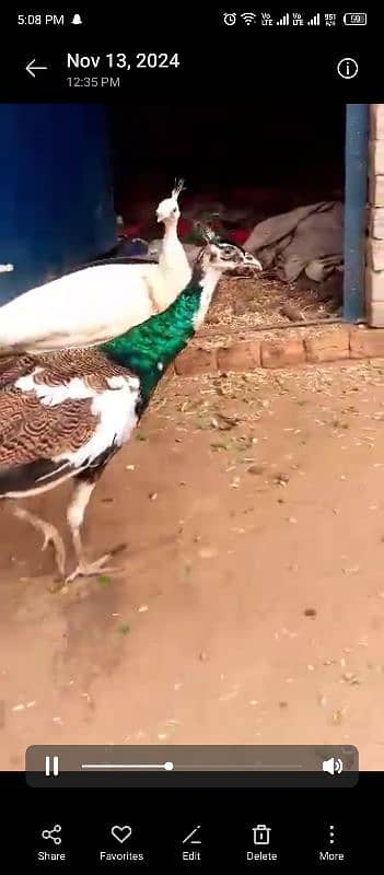 blue pied peacock male 4