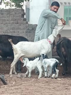 Rajan Pur Bakri Sath 2 Bachy 1 male 1 female