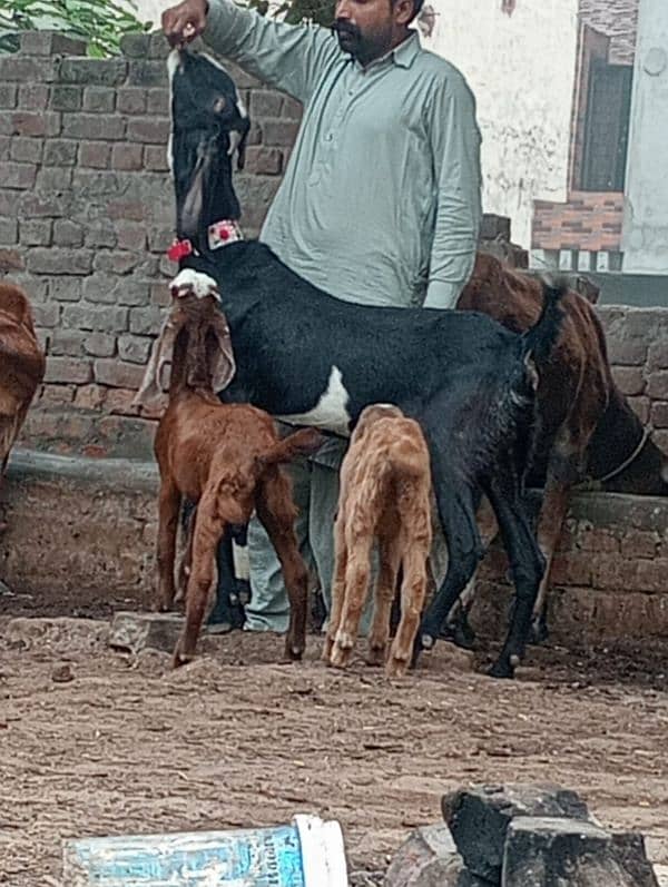 Rajan Pur Bakri Sath 2 Bachy 1 male 1 female 7