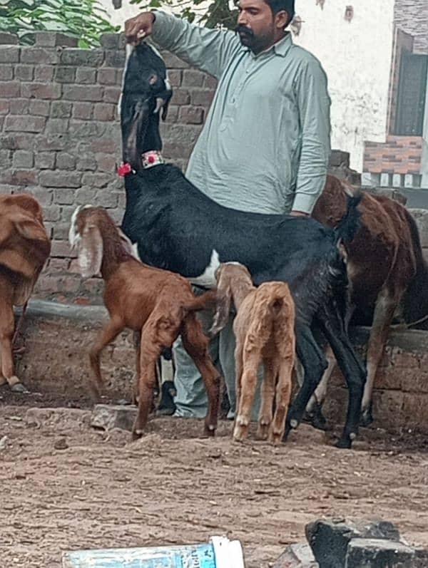 Rajan Pur Bakri Sath 2 Bachy 1 male 1 female 8