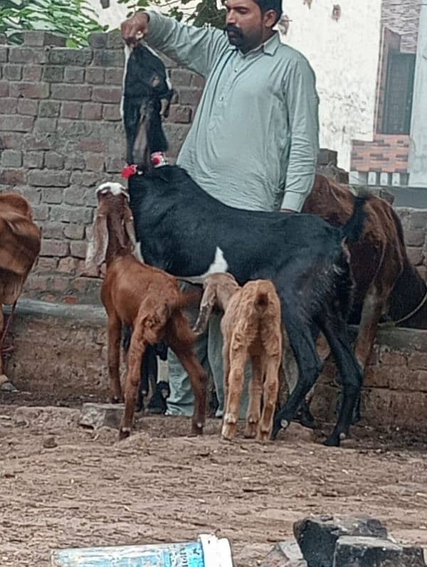 Rajan Pur Bakri Sath 2 Bachy 1 male 1 female 10