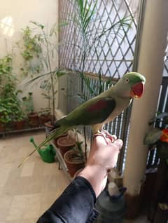 Raw full tame and talking parrot available