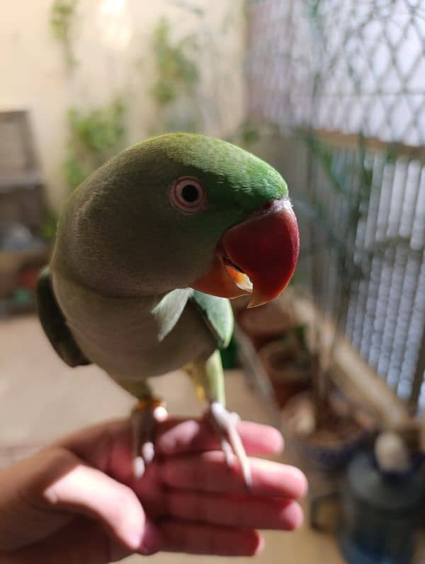 Raw full tame and talking parrot available 1