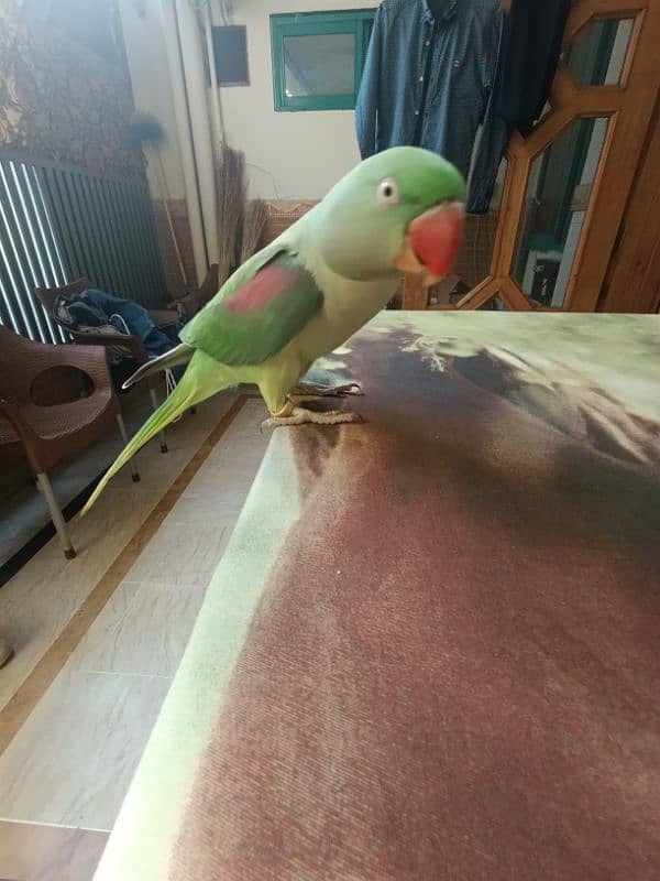 Raw full tame and talking parrot available 3