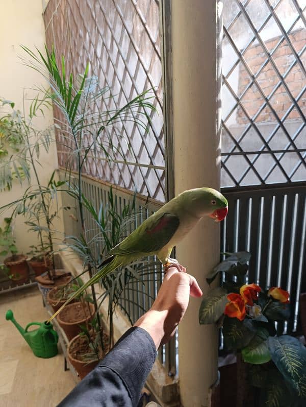 Raw full tame and talking parrot available 4