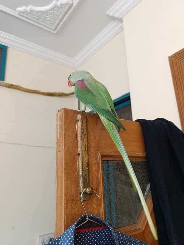 Raw full tame and talking parrot available 8