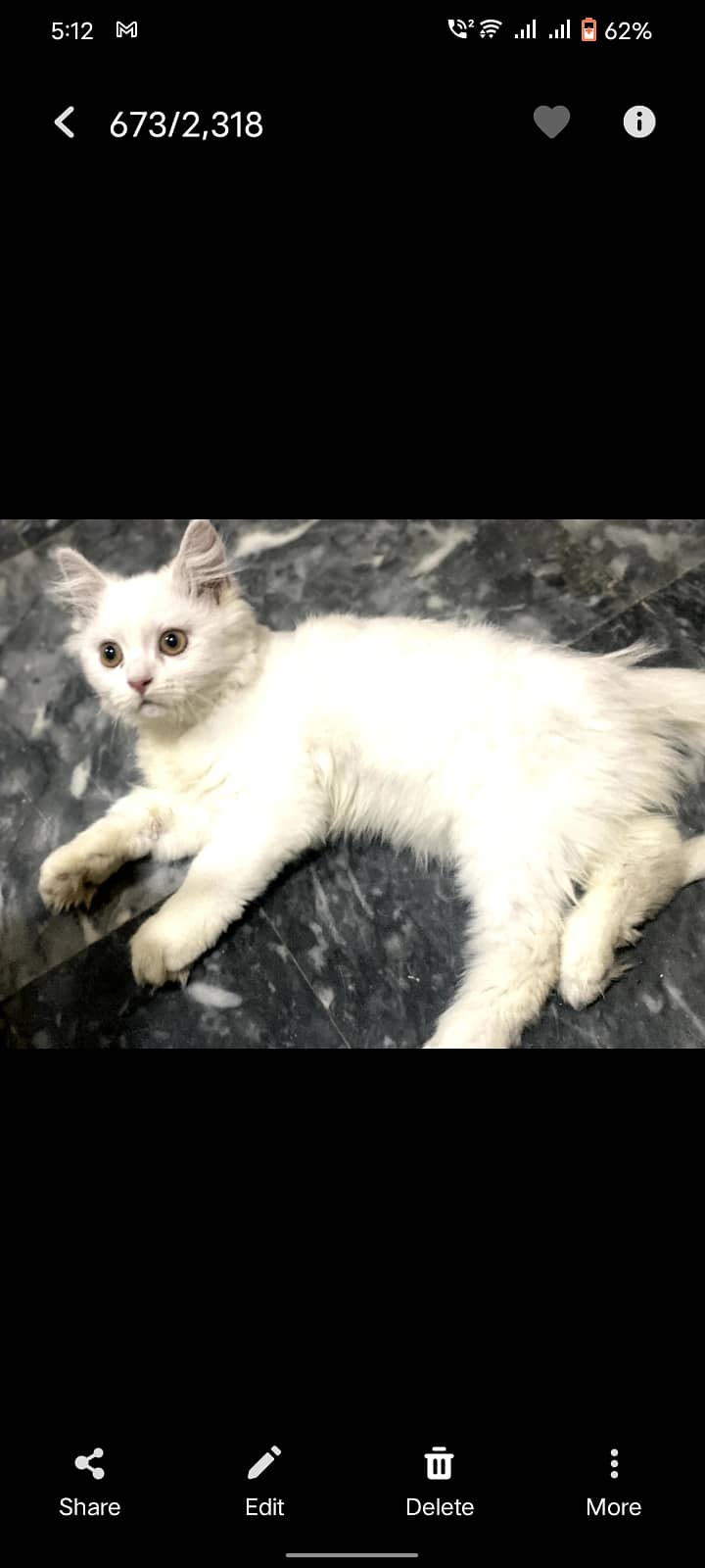 male white persian cat 1 year age 0