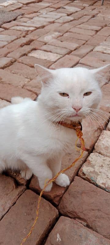 Male cat ha 2