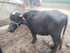 qurbani k liye katty