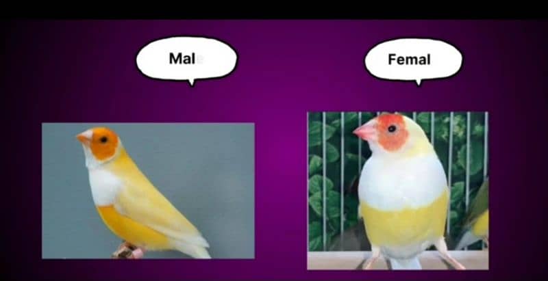 Lady Gouldian Breeding Pair 0