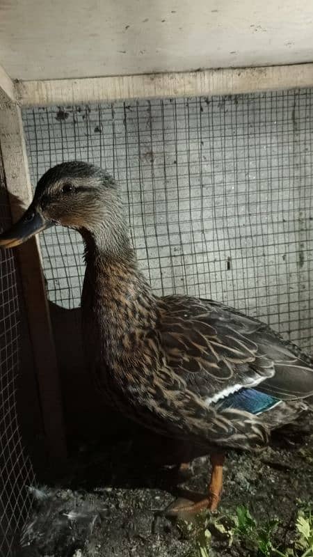 Duck for sale 1