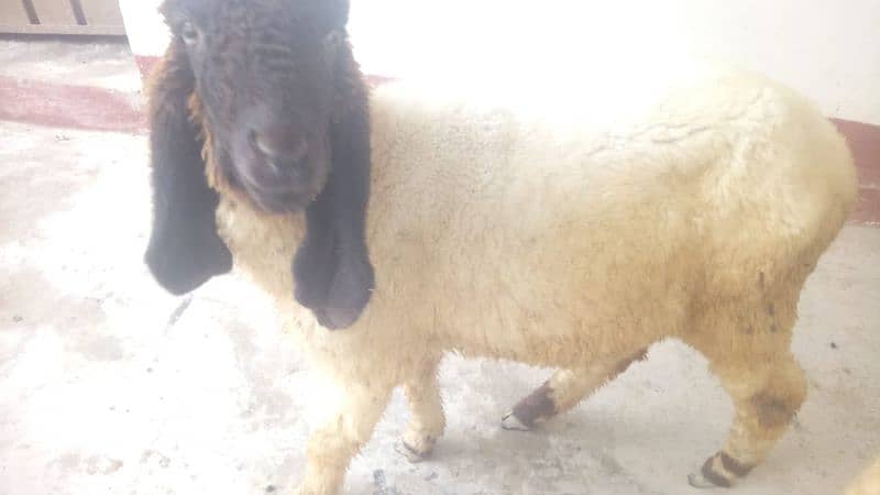 male sheep/kajly chatry /lely 2