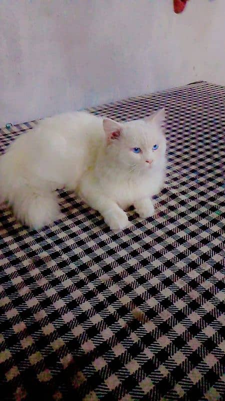 Blue Eyes Cat for sale 0