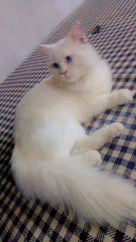 Blue Eyes Cat for sale 1