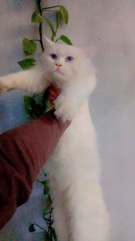 Blue Eyes Cat for sale 2