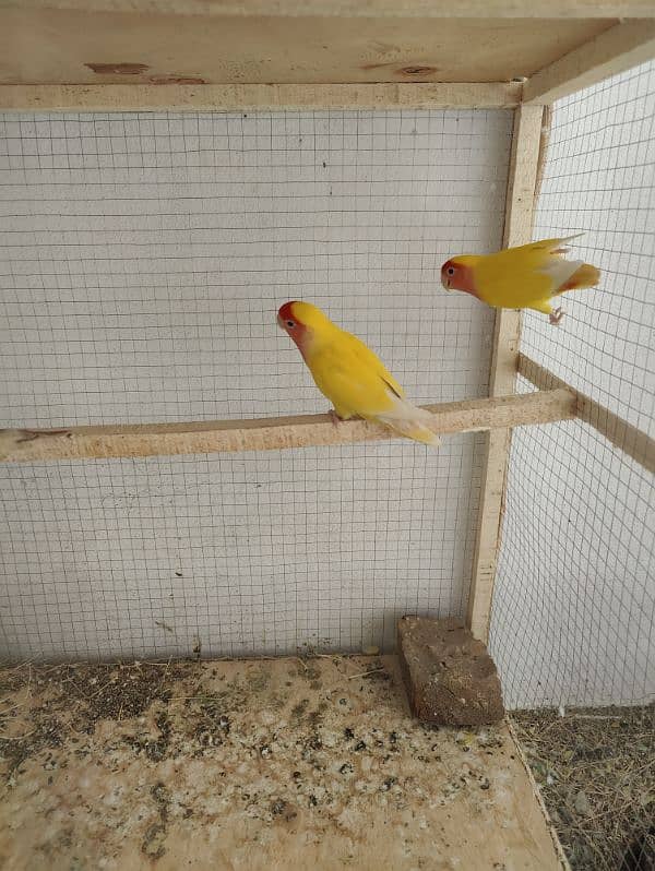 parrot for sale 0