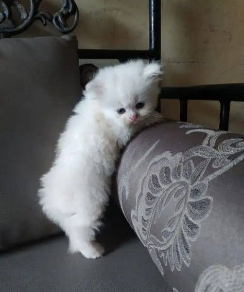 Persian cat sale raabta number 03287625932 WhatsApp 0