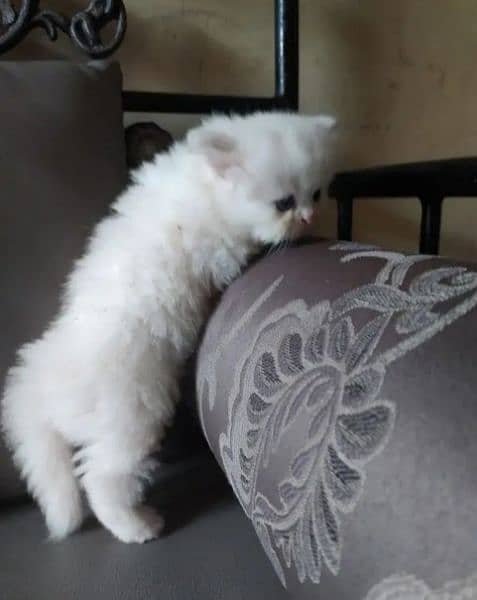 Persian cat sale raabta number 03287625932 WhatsApp 1