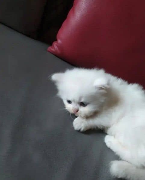 Persian cat sale raabta number 03287625932 WhatsApp 2