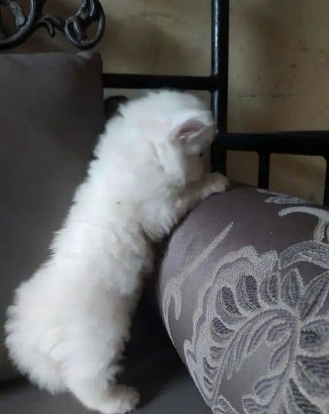 Persian cat sale raabta number 03287625932 WhatsApp 4