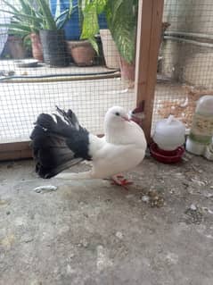 English fantail black tail male for sale