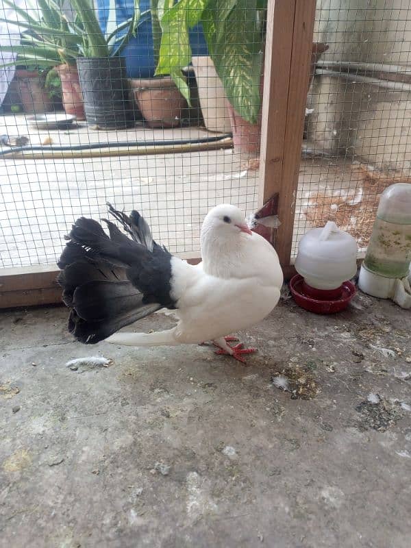 English fantail black tail male for sale 0