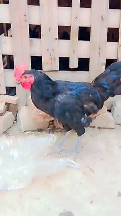 1 Australorp 1