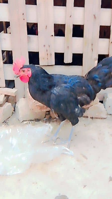 1 Australorp 1 0