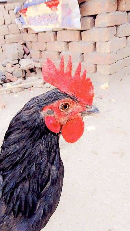 1 Australorp 1 1