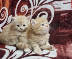 kittens . triple couted Persians for sale . . 3 golden  and 1 black