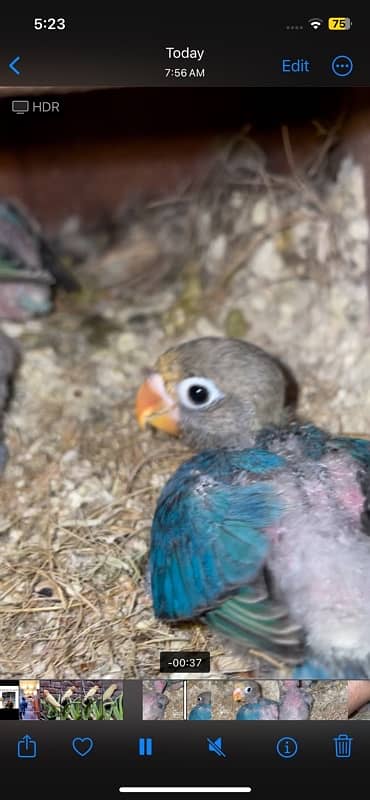 love birds chicks parblue opaline possible eno 1