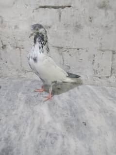 pigeon for 4  health and active  1000 par pice