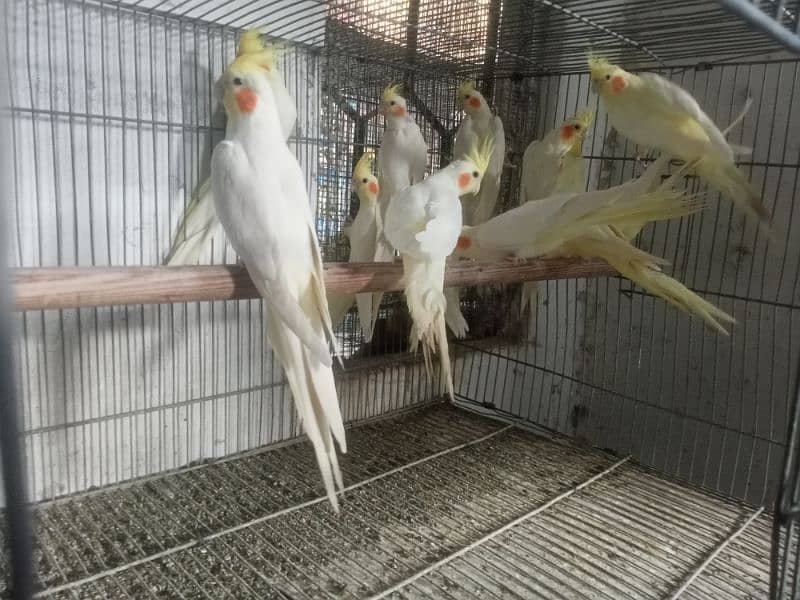 cockatiel available in different age 2