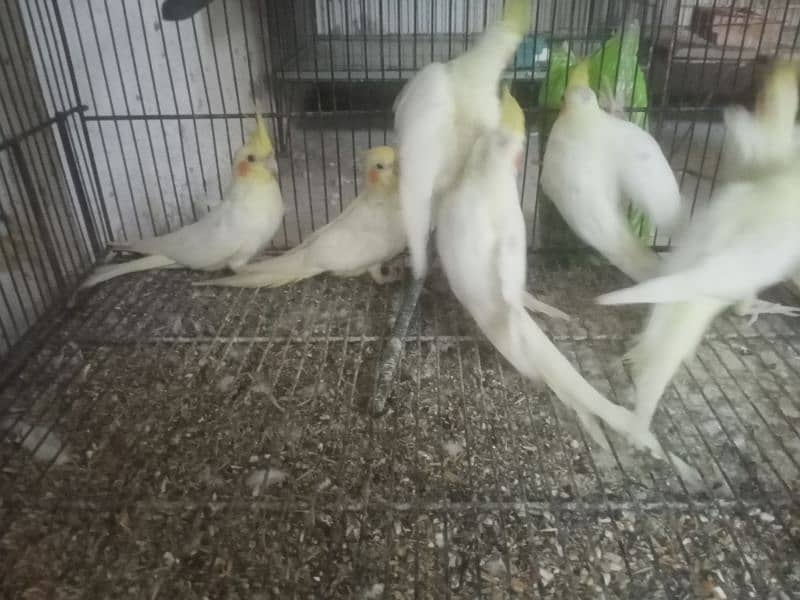 cockatiel available in different age 3