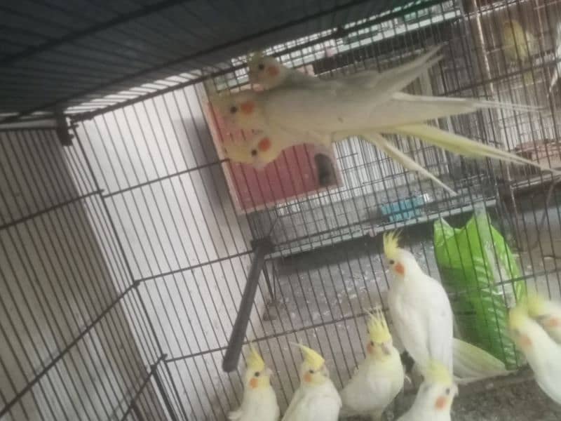 cockatiel available in different age 4