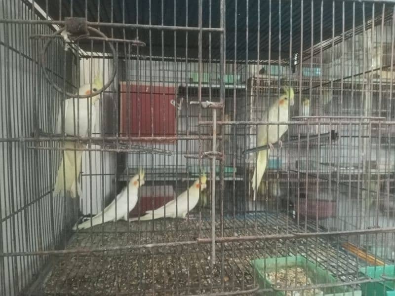 cockatiel available in different age 7