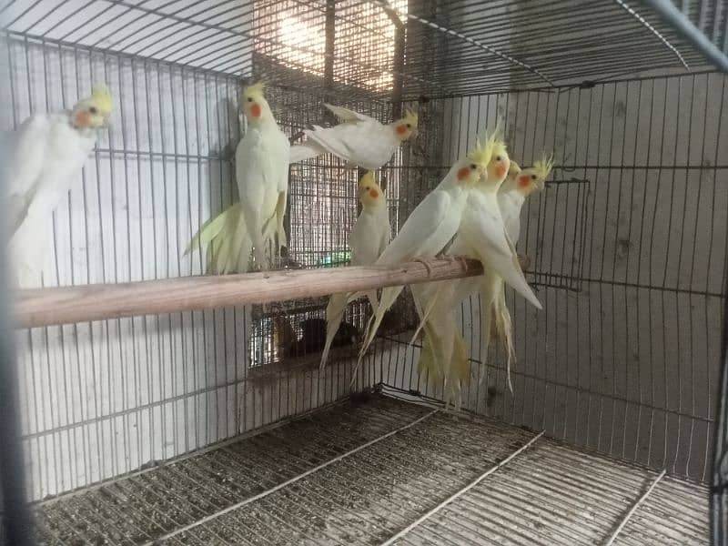 cockatiel available in different age 10