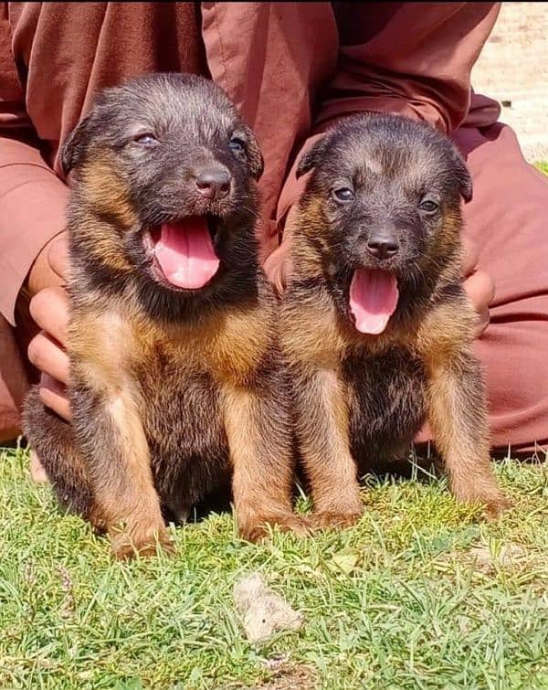 German shepherd puppies / puppy / GSD pup / german shepherd 0