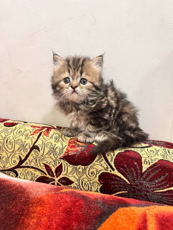 kittens . triple couted Persians for sale . . 3 golden  and 1 black 4