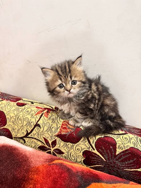 kittens . triple couted Persians for sale . . 3 golden  and 1 black 14