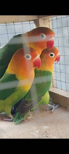 Love Bird For sale