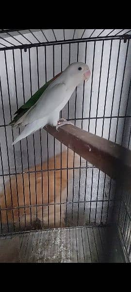 Love Bird For sale 2