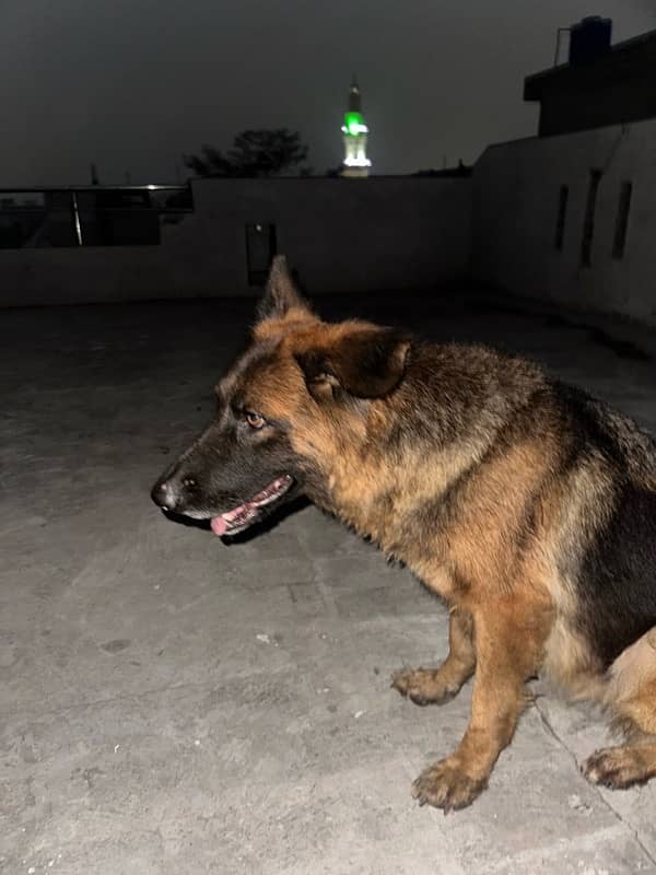 german shepherd long coat female 1