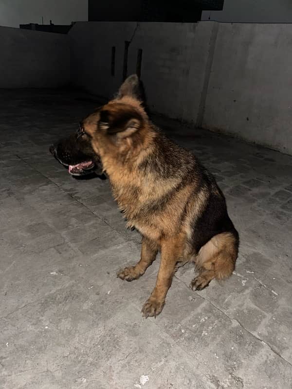 german shepherd long coat female 3