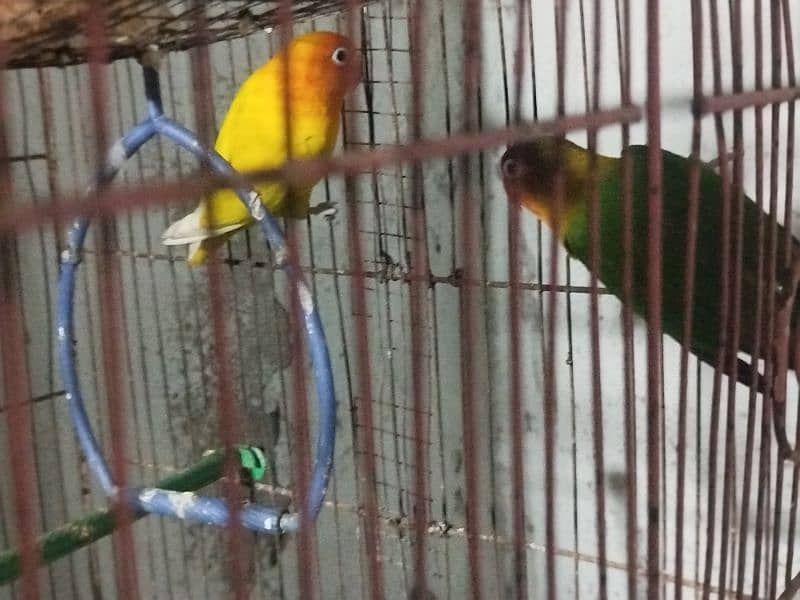 love bird pair for sale 0