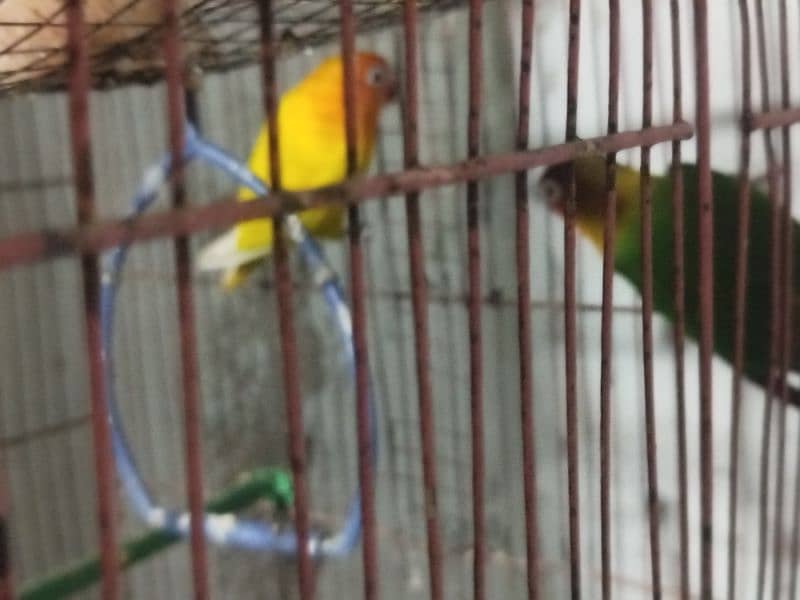 love bird pair for sale 1