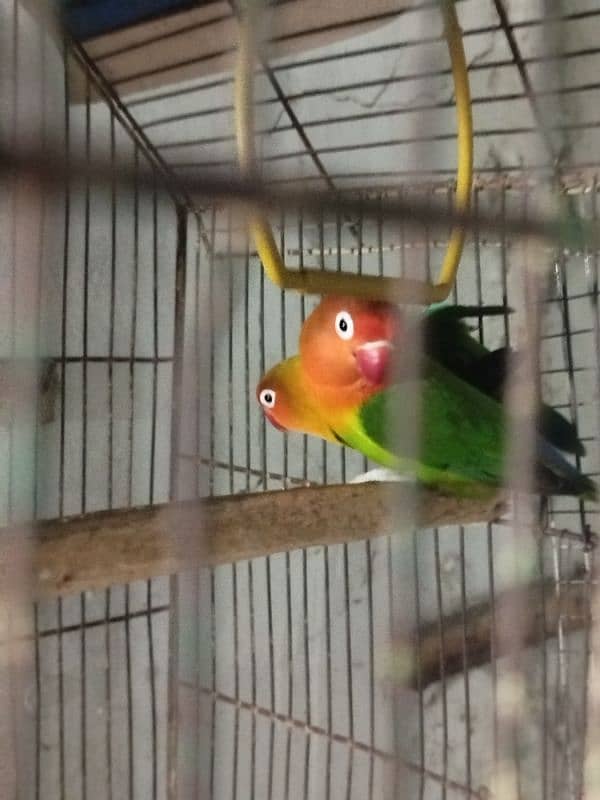 love bird pair for sale 3